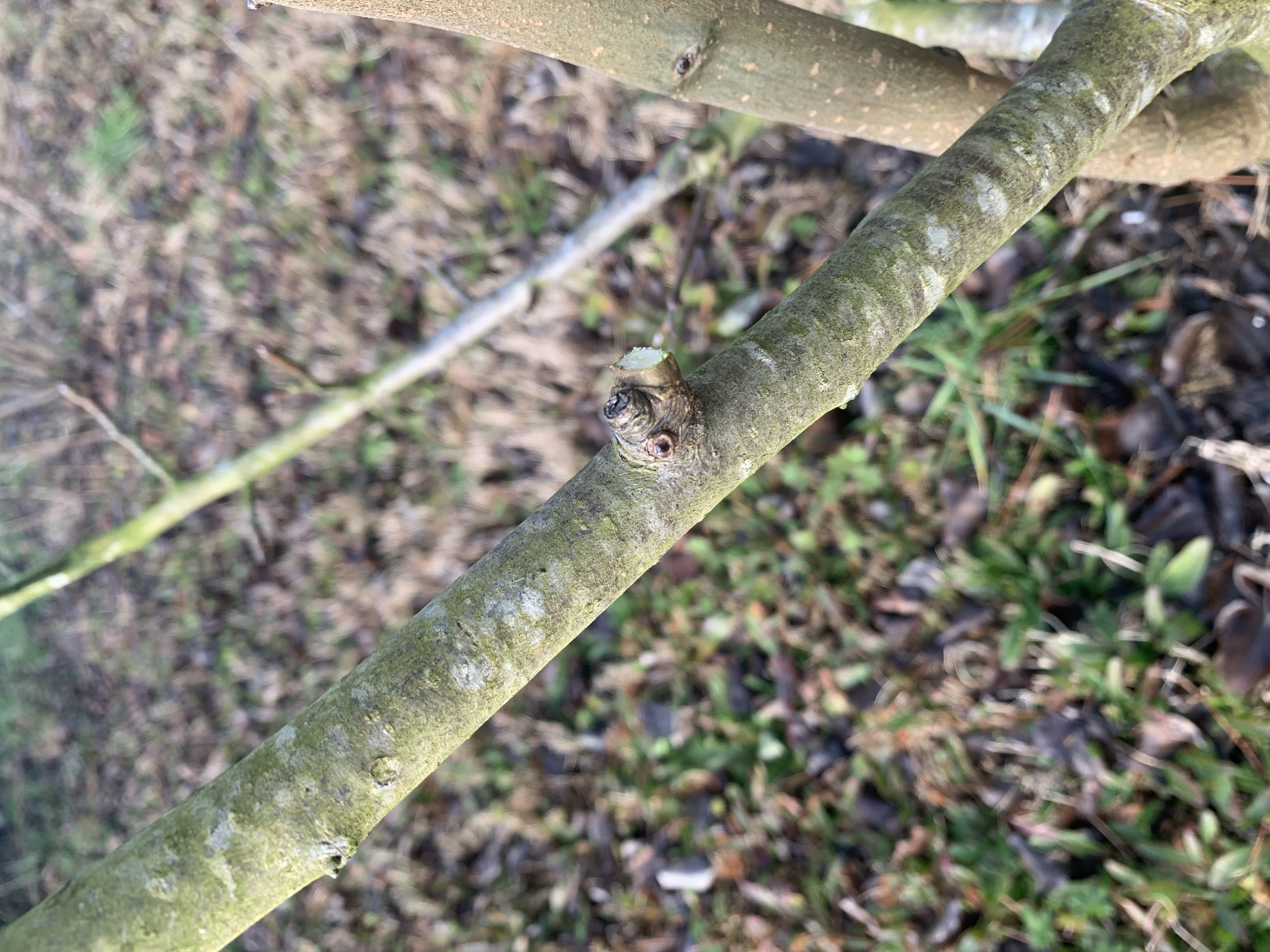 pruning